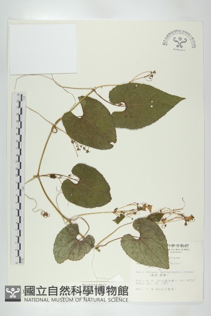 斑花青牛膽藏品圖，第1張
