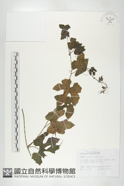 中華括樓藏品圖，第1張