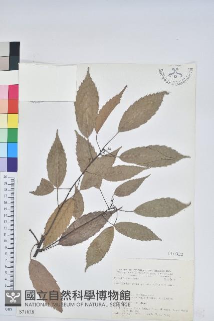 青剛櫟、鐵椆藏品圖，第1張