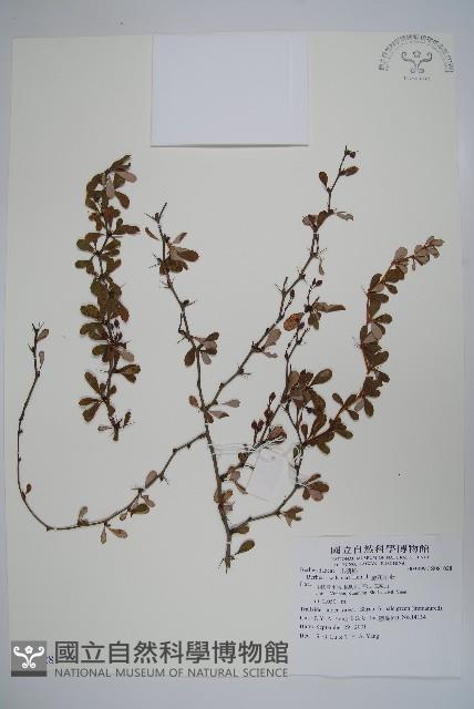 金花小蘗藏品圖，第1張