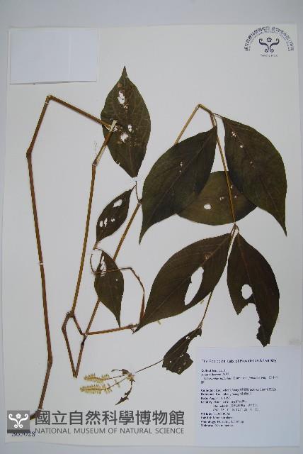 日本牛膝藏品圖，第1張