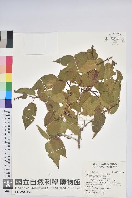 南燭藏品圖，第1張