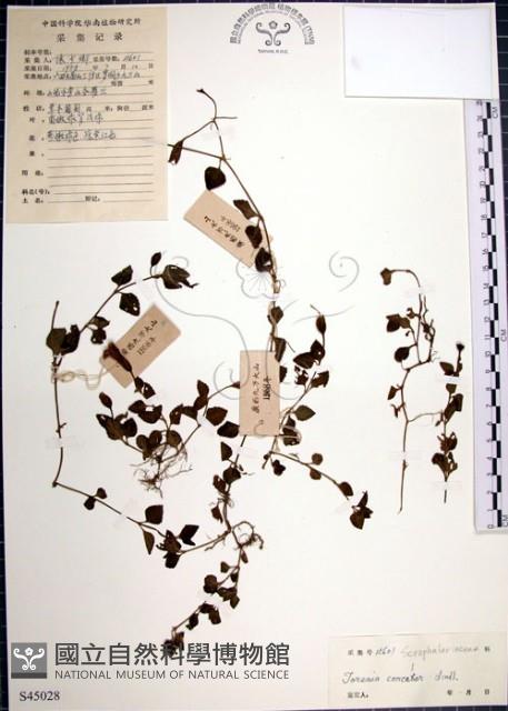 倒地蜈蚣藏品圖，第1張