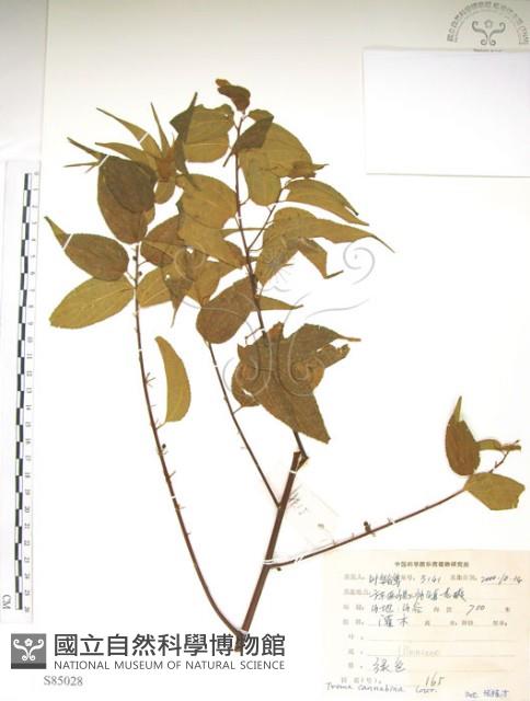 銳葉山黃麻藏品圖，第1張