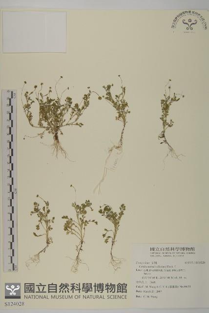 南方山芫荽藏品圖，第1張