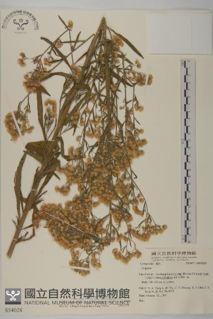 野茼蒿藏品圖，第1張