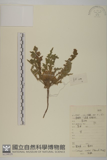 聚頭菊藏品圖，第1張