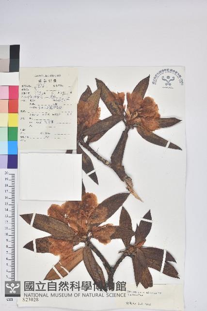 腺房杜鵑藏品圖，第1張