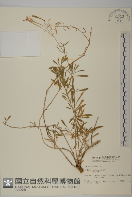 蠅子草藏品圖，第1張