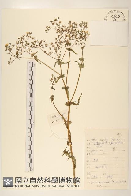 苦實菜藏品圖，第1張