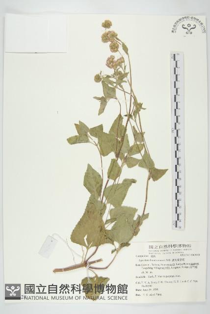 紫花霍香薊藏品圖，第1張