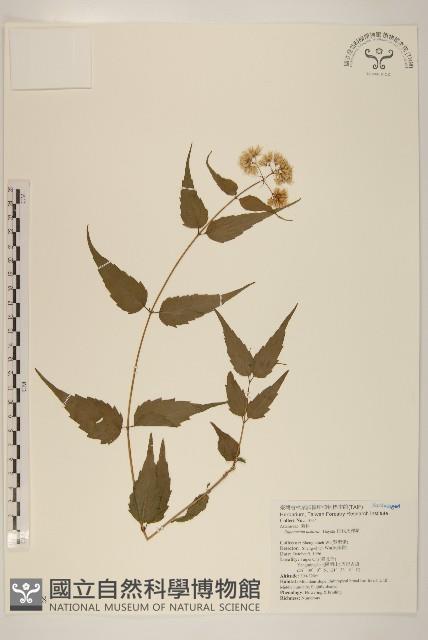 田代氏澤蘭藏品圖，第1張