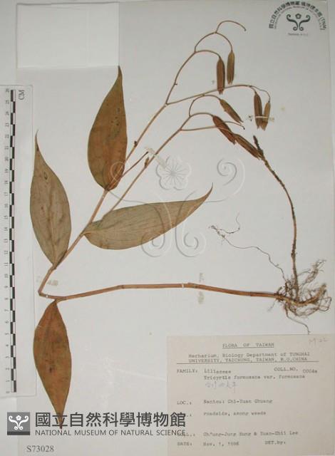 臺灣油點草藏品圖，第1張