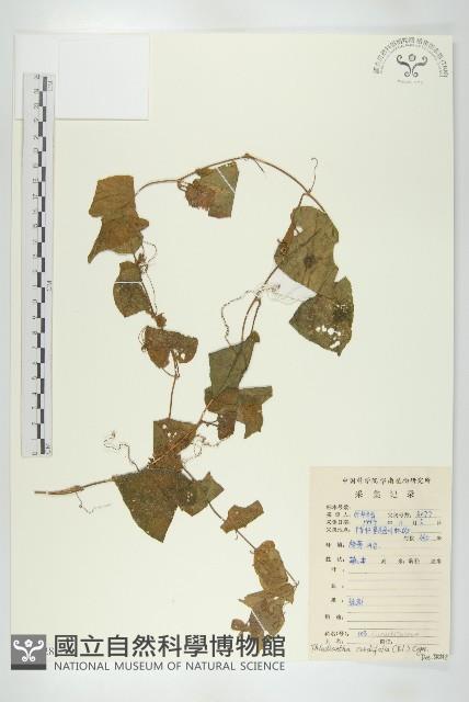 大苞赤瓟藏品圖，第1張