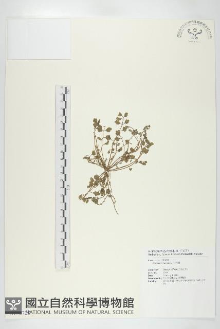 碎米薺藏品圖，第1張