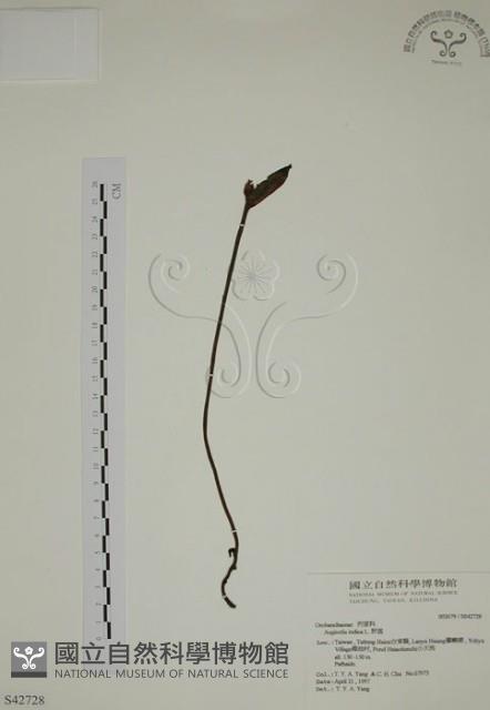 野菰藏品圖，第1張