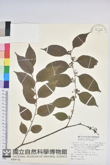 金劍草藏品圖，第1張