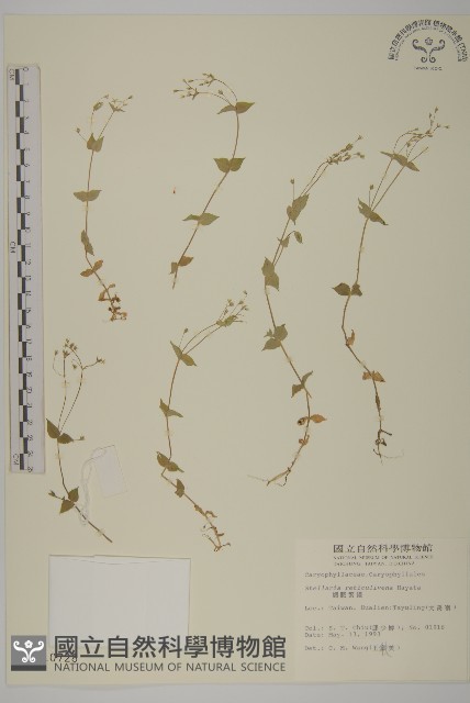 網脈繁縷藏品圖，第1張