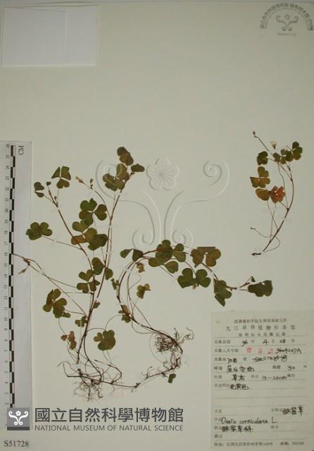 酢漿草藏品圖，第1張