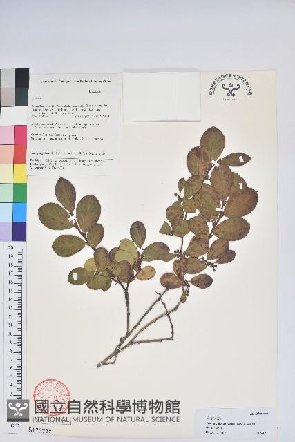 毛葉珍珠花藏品圖，第1張