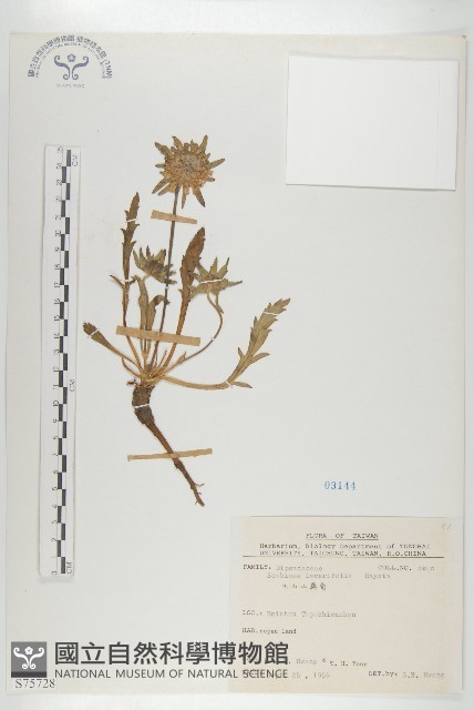 玉山山蘿蔔藏品圖，第1張
