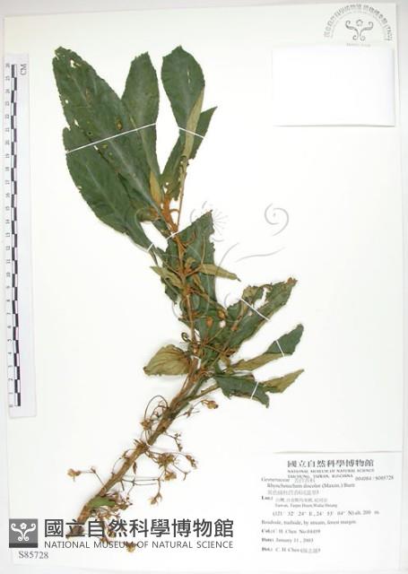 同蕊草、異色線柱苣苔藏品圖，第1張