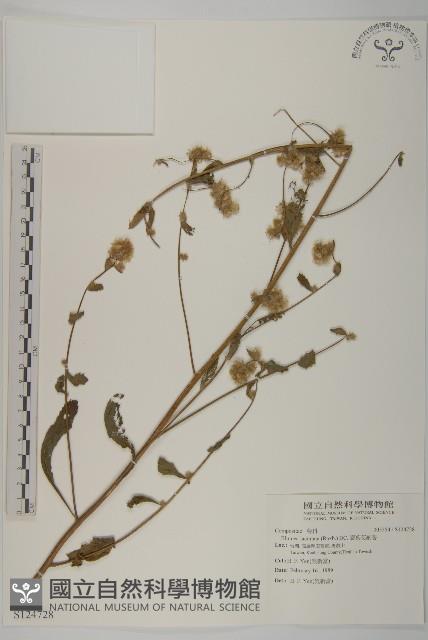 裂葉艾納香藏品圖，第1張