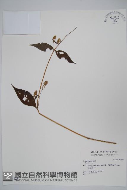 登錄號:S034728藏品圖，第1張