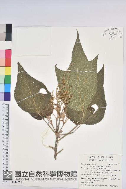 野桐藏品圖，第1張