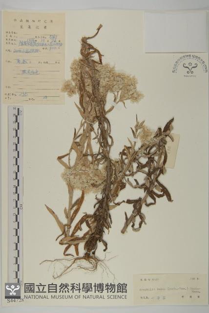 珠毛香青藏品圖，第1張