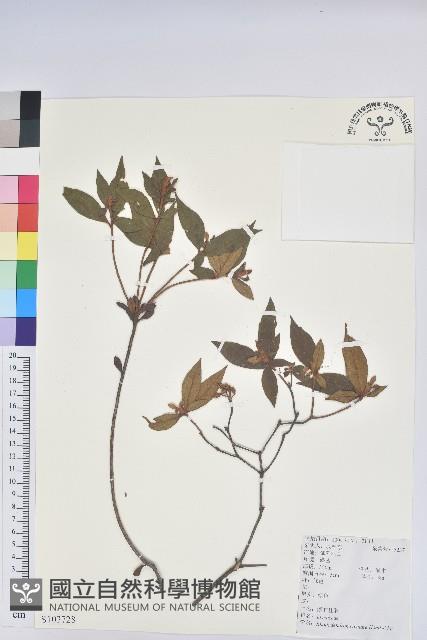 溪畔杜鵑花藏品圖，第1張