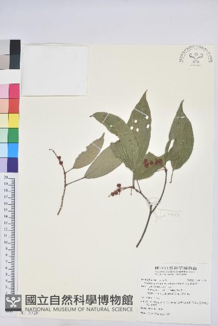 粗糠柴藏品圖，第1張