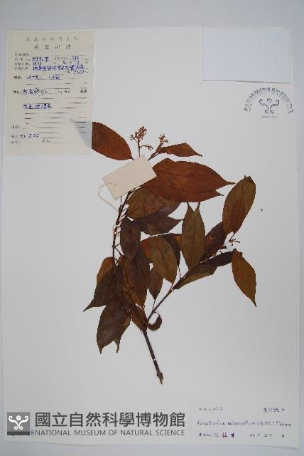 杜仲藤藏品圖，第1張