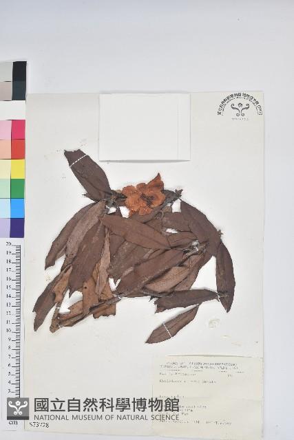 森氏杜鵑、森氏滿江紅藏品圖，第1張