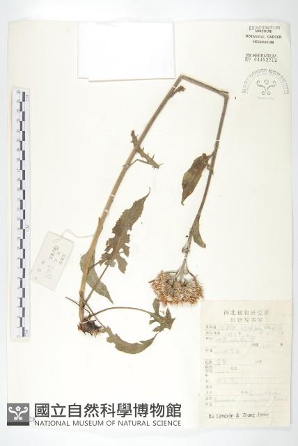 華北鳳毛菊藏品圖，第1張