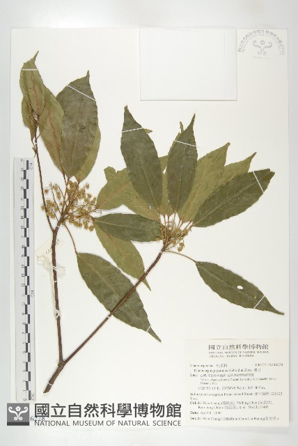 薯豆藏品圖，第1張