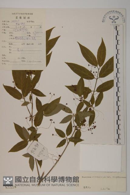 絨楚丘生衛矛藏品圖，第1張