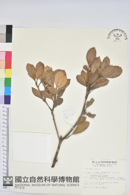 嶺南青剛櫟、嶺南椆藏品圖，第1張