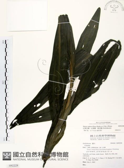 紅鶴頂蘭、紅鶴蘭、鶴頂蘭藏品圖，第1張