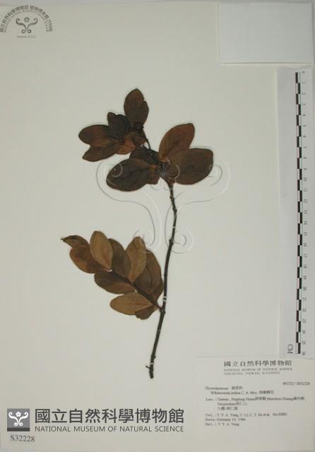 南嶺蕘花藏品圖，第1張