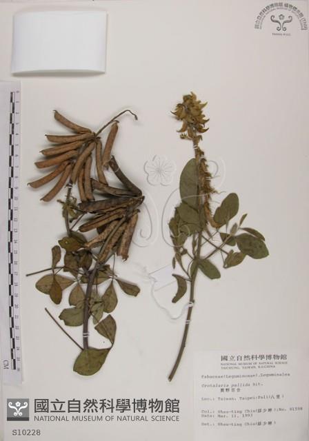 黃野百合藏品圖，第1張