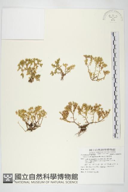 紅子佛甲草藏品圖，第1張