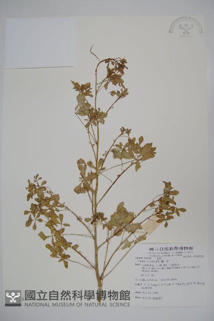刺山柑藏品圖，第1張