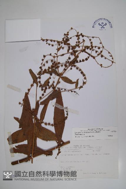 琉璃草藏品圖，第1張