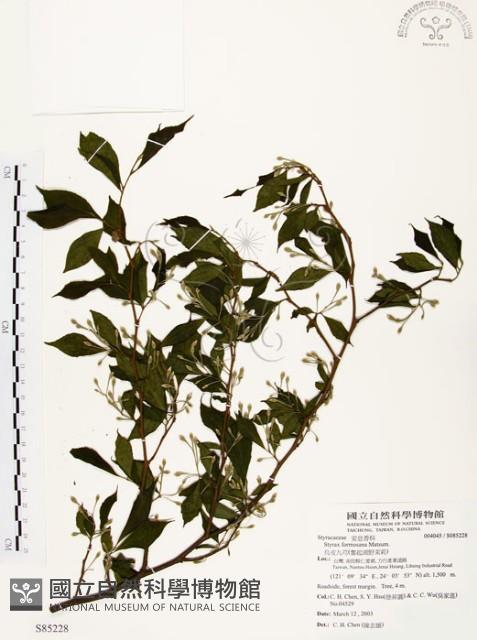 烏皮九芎、奮起湖野茉莉藏品圖，第1張