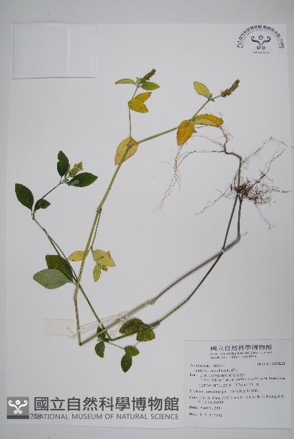 爵床藏品圖，第1張