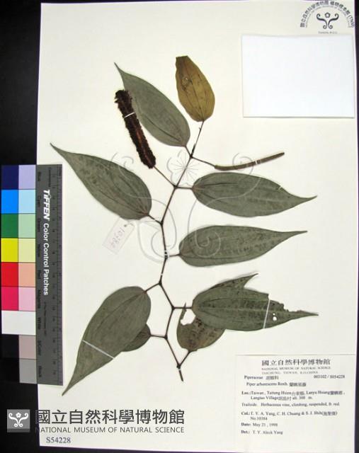 蘭嶼風藤藏品圖，第1張