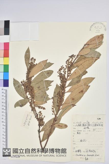 地檀香藏品圖，第1張