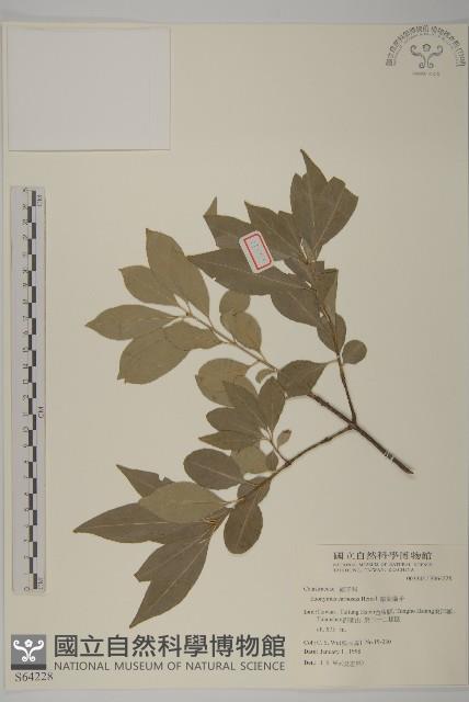 厚葉衛矛, 源一木藏品圖，第1張