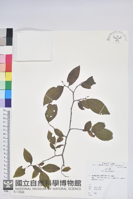 腺齒越桔藏品圖，第1張